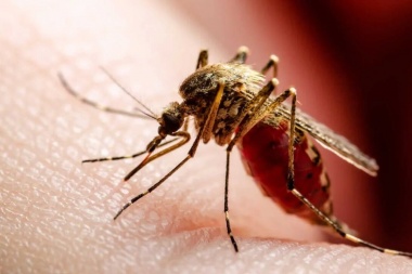 Confirmaron la primera muerte por coinfección de dengue en la Argentina, se trata de un hombre de 37 años