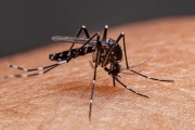 Brote Histórico de Dengue en Argentina: Se registraron más de 200.000 casos y más de 100 muertos