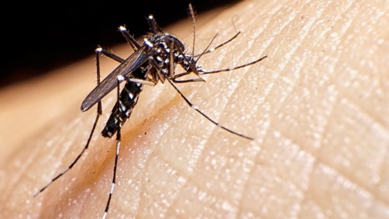 Ya son tres los fallecidos por dengue en San Juan, a pesar de que se registra un descenso de casos