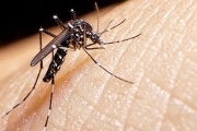 Ya son tres los fallecidos por dengue en San Juan, a pesar de que se registra un descenso de casos